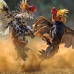 Experience Cockfighting Betting At New88