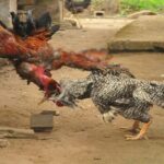 Cockfighting – Discovering a Cultural Sport