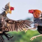 Debet Cockfighting – The journey of sublimation in the powerful arena
