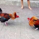 How to Choose a Great Fighting Rooster – Secrets to Selecting a Champion Rooster