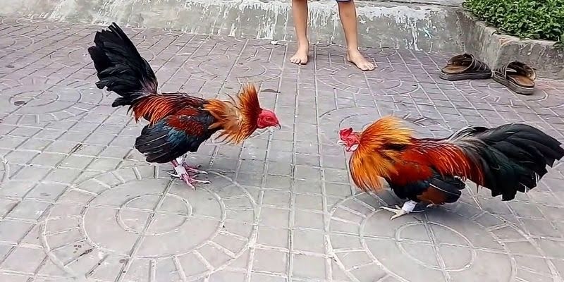 How to Choose a Great Fighting Rooster – Secrets to Selecting a Champion Rooster