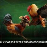 Thomo Cockfighting BJ88 – Where Every Match Tells a Real Story