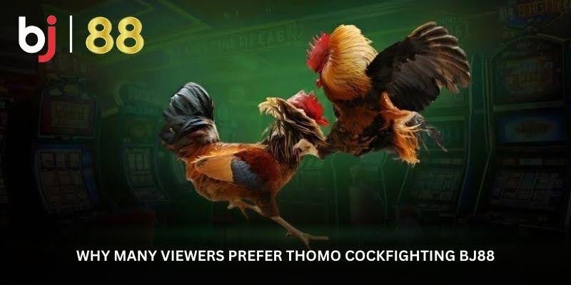 Thomo Cockfighting BJ88 – Where Every Match Tells a Real Story