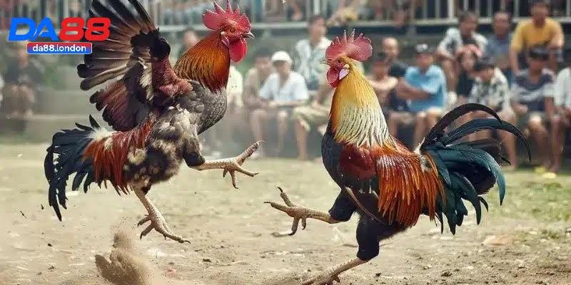 Cambodia Cockfighting – The Most Fiery Live Fighting Arena